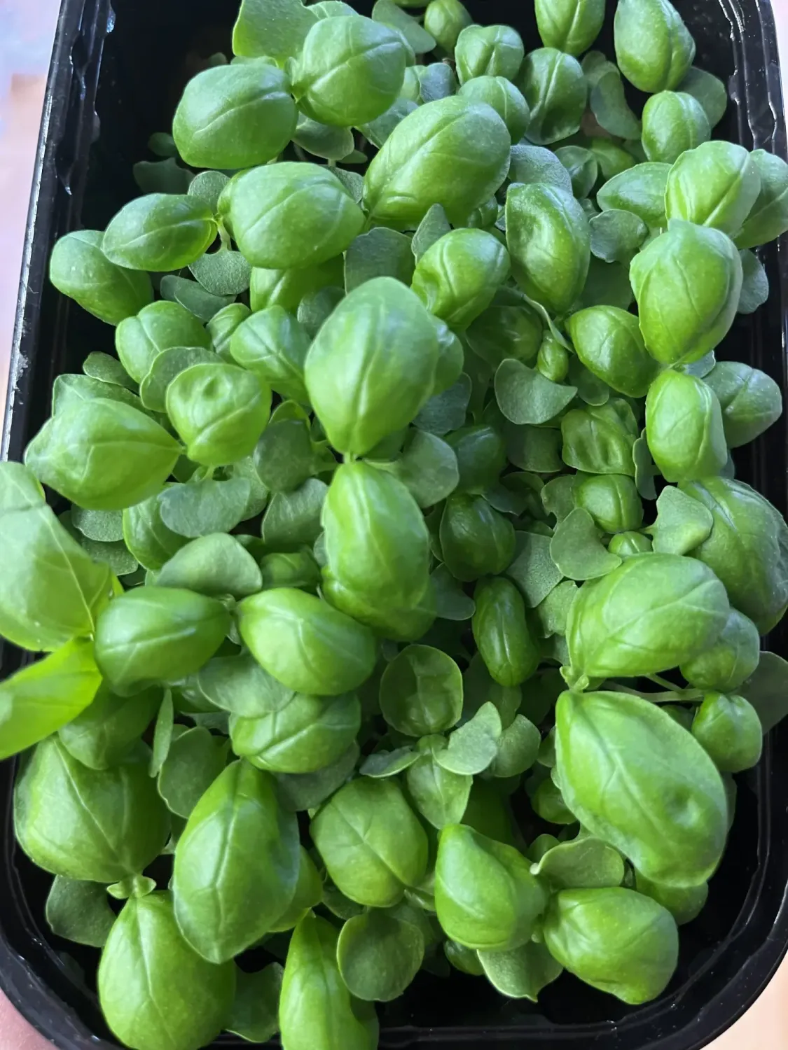 Микрозелень базилика зеленого